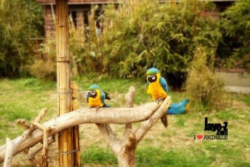 Blue Macaw