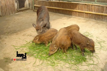 Wild Boars
