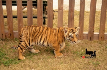 Little Tiger 2