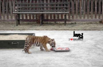 Little Tiger