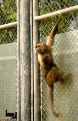 Monkey