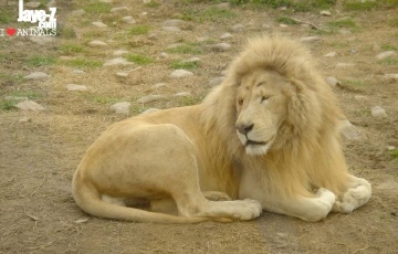 White Lion