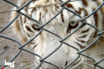 fierce eye