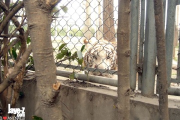 White Tiger