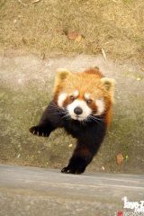 firefox 2