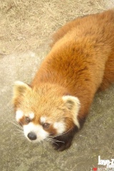firefox