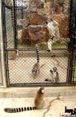 Lemurs