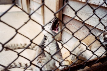 roaring lemur 咆哮教主