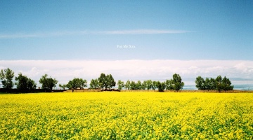 Qinghai Lake, I