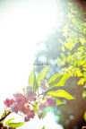 春花 bloom in spring