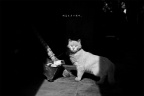猫 cat