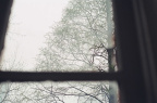 树/洞 tree or hole?