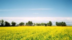 Qinghai Lake, I