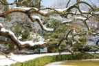 虬枝