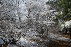 雪