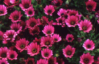 花花