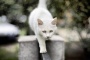 北京城的猫