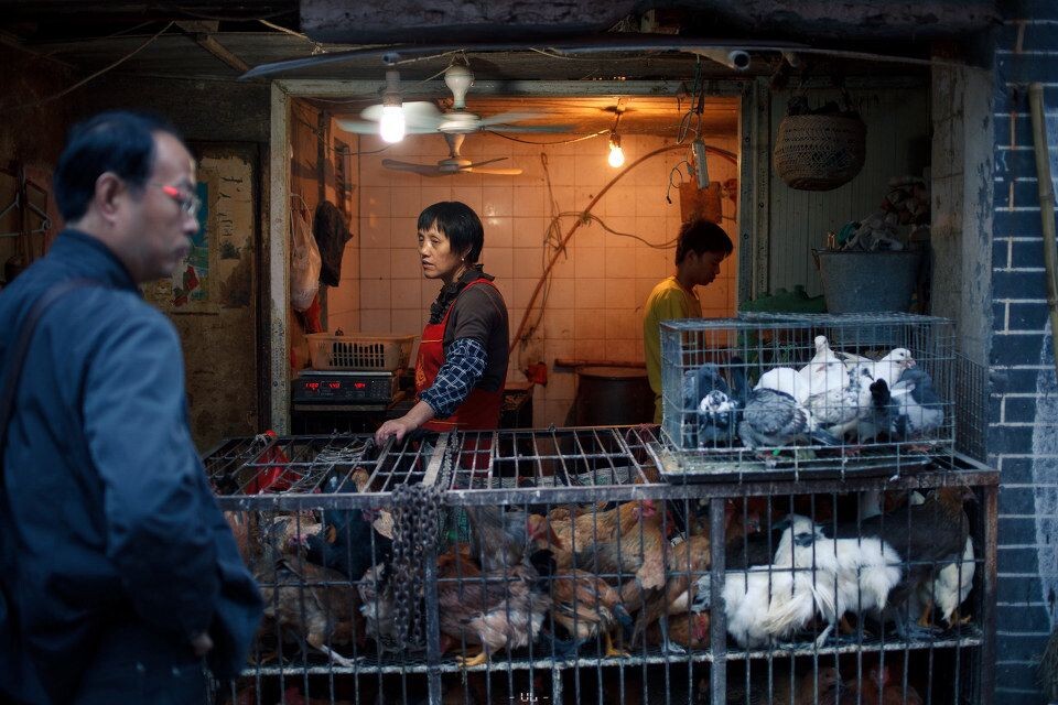 卖鸡鸭的妇人在夫子庙旁的居民区看到卖活鸡活鸭的摊档,这样的小摊