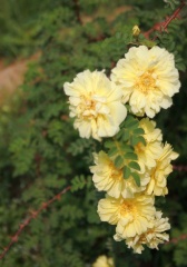 一支特立独行的花-20090506