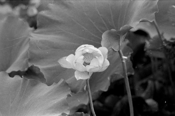 Scan-090728-0016
