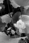 Scan-090728-0017