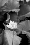 Scan-090728-0018