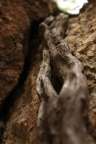 Trees (1)