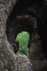 Trees (2)