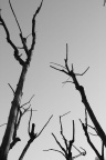Trees (3)