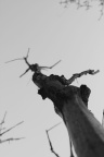 Trees (4)
