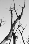 Trees (5)