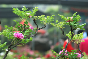 学拍牡丹
