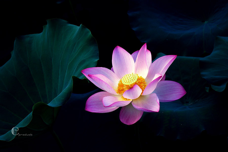 “云花”绽放“中国风”