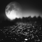 月夜掠食者