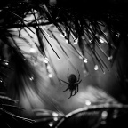 Moonlight predatoV