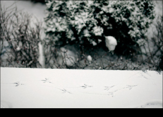 1208 雪