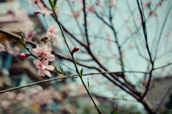 蜜蜂