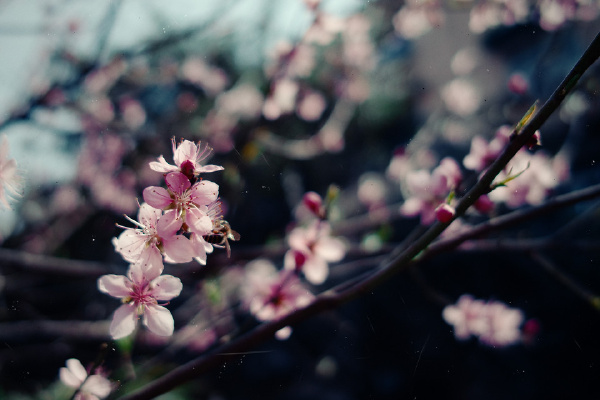 蜜蜂