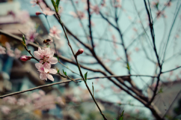 蜜蜂