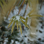 2008·雪灾