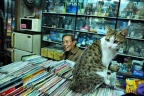 猫 (5).jpg