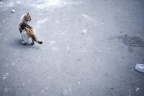 猫 (6).jpg