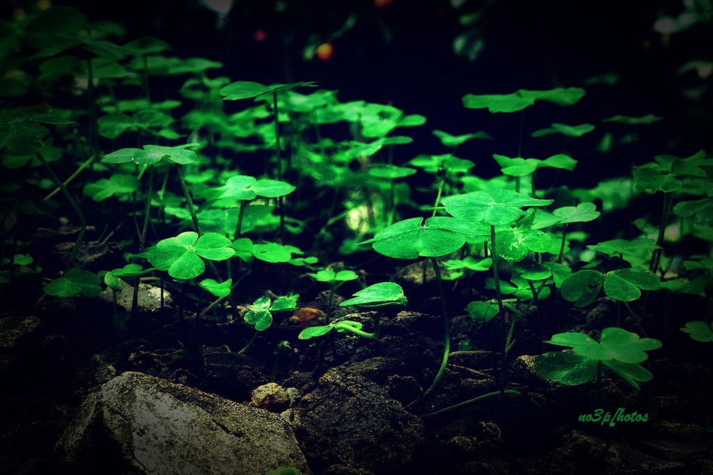 四叶草的世界 - 色彩, 植物 - 亚三2014