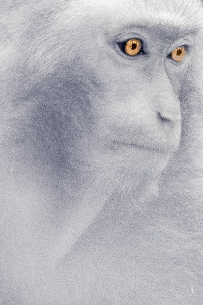 美猴 - 亚三2014 - 影像视觉动物月赛