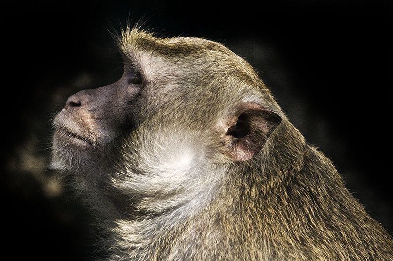 猴侧面 - 猴子 - 亚三2014 - 图虫摄影网