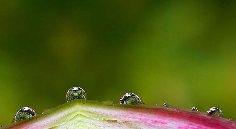 花露-+亚三2014+-+4月刊《春天的颜色》征稿