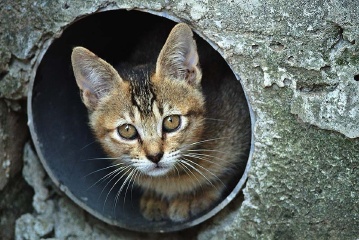 洞中小猫