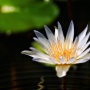 花间集
