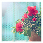 杜鹃花