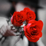 LONELY RED ROSE